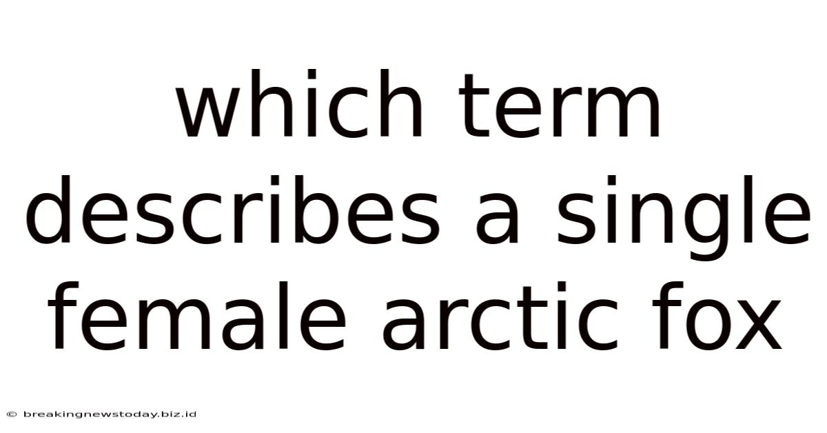 Which Term Describes A Single Female Arctic Fox