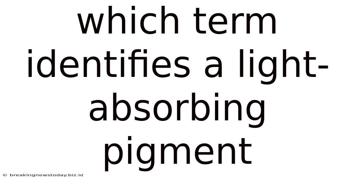 Which Term Identifies A Light-absorbing Pigment