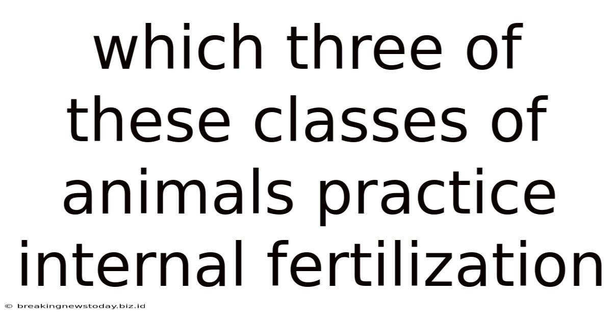 Which Three Of These Classes Of Animals Practice Internal Fertilization