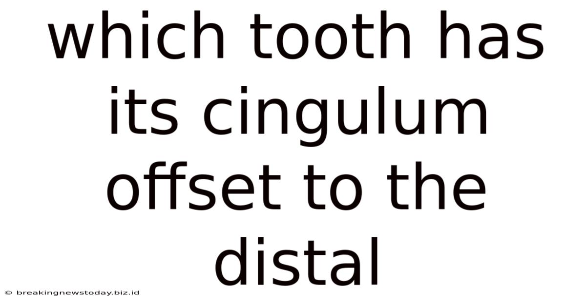 Which Tooth Has Its Cingulum Offset To The Distal