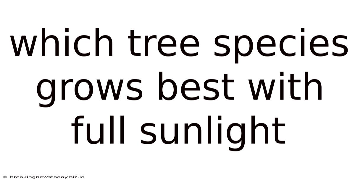 Which Tree Species Grows Best With Full Sunlight