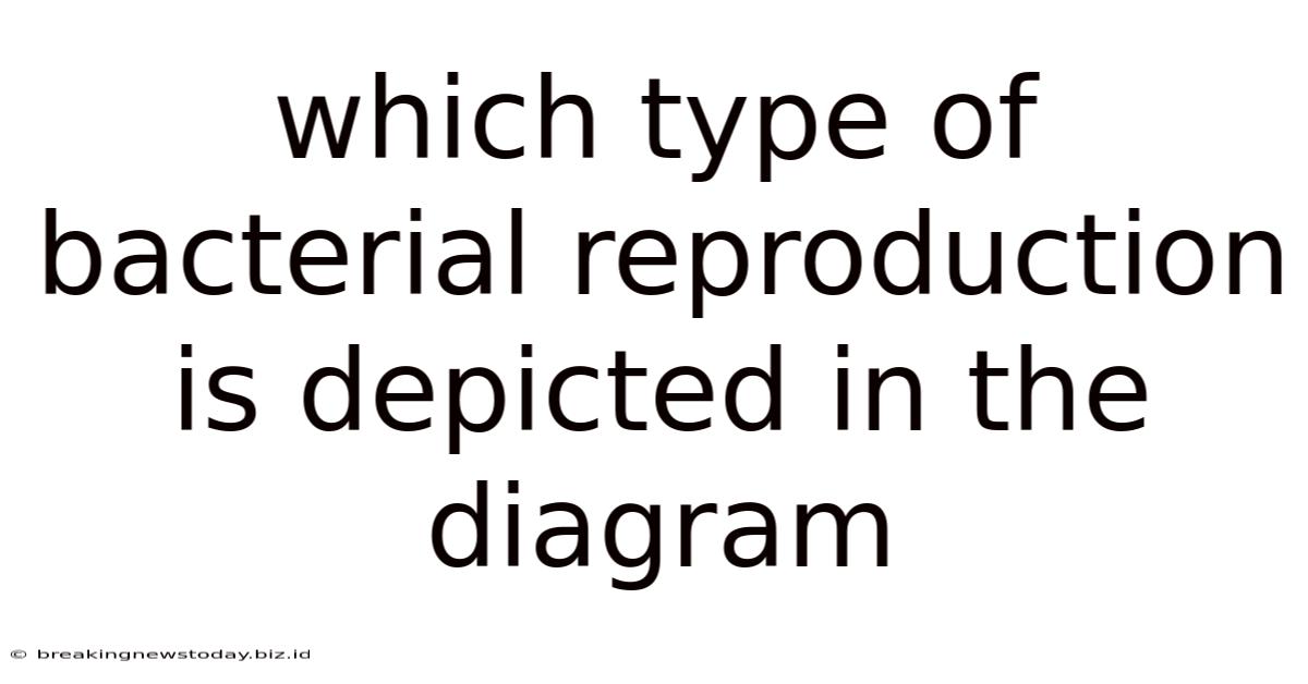 Which Type Of Bacterial Reproduction Is Depicted In The Diagram