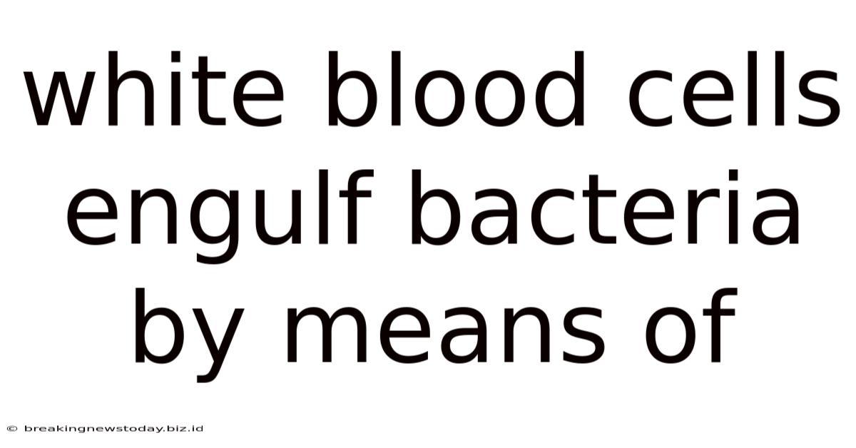 White Blood Cells Engulf Bacteria By Means Of