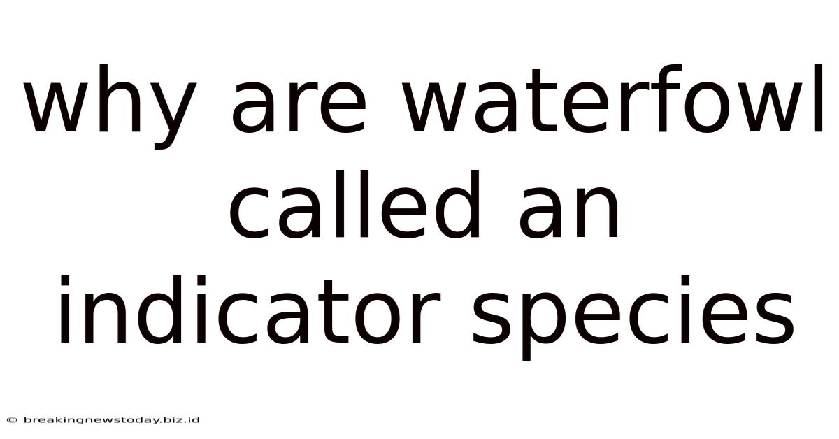 Why Are Waterfowl Called An Indicator Species