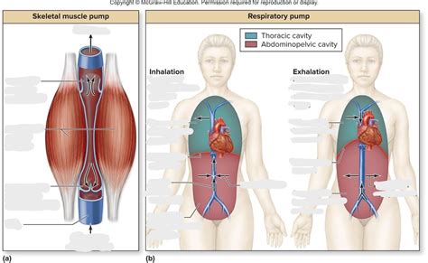 Why Does Exercise Increase Venous Return Quizlet