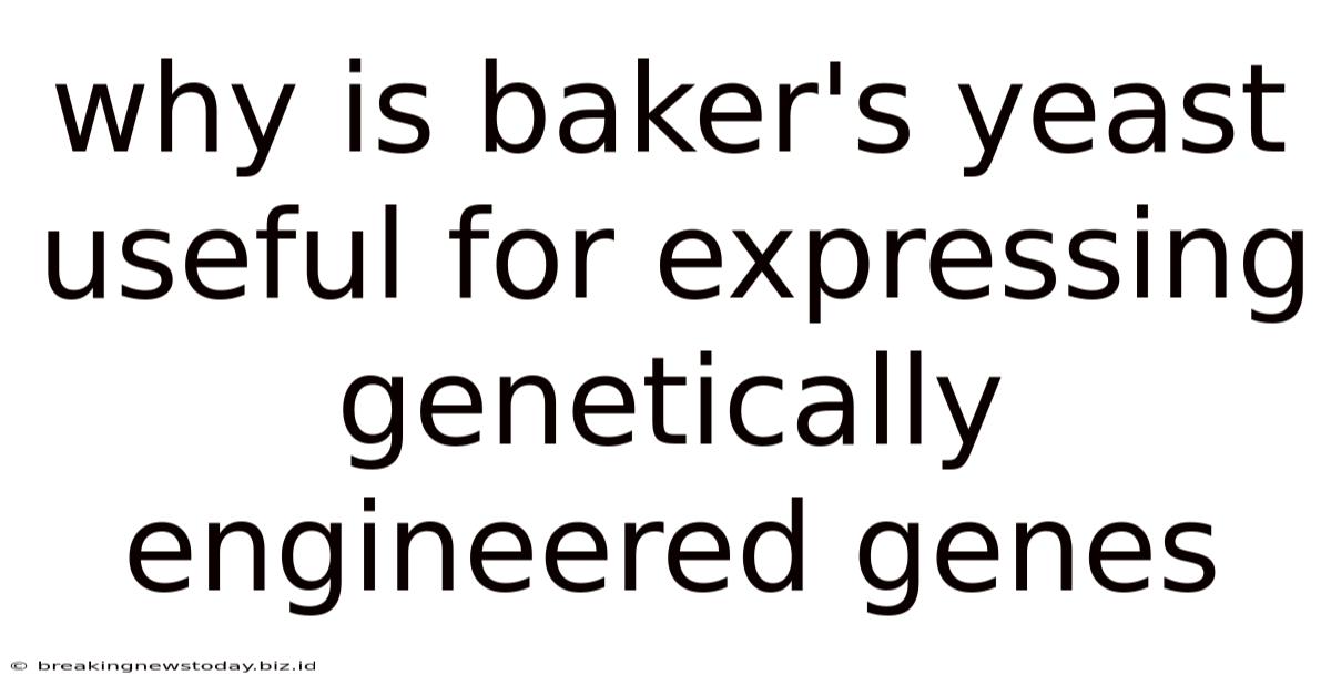 Why Is Baker's Yeast Useful For Expressing Genetically Engineered Genes