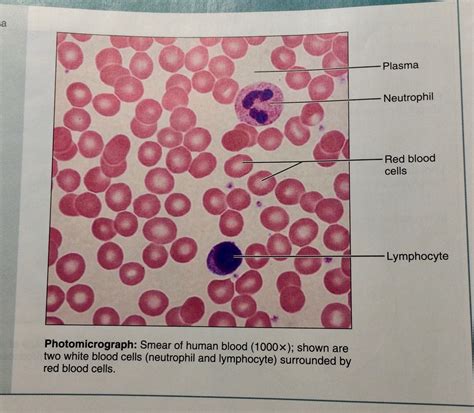 Why Is Blood Considered A Connective Tissue Quizlet