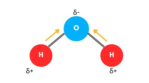 Why Is Water Considered A Polar Molecule Quizlet