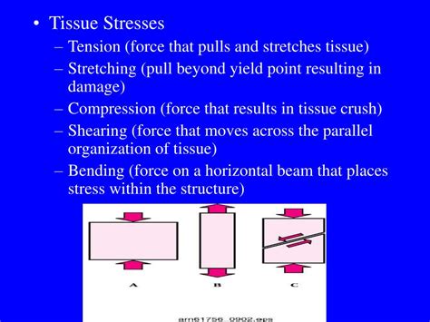 Withstand Stress Applied In Unpredicatble Directions Is What Tissue