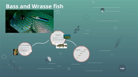 Wrasse Fish/black Sea Bass Info On Relationship